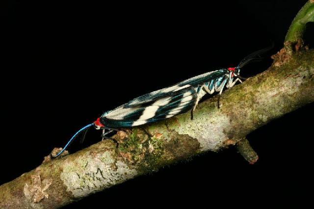 «ö¦¹¦b·sµøµ¡ÂsÄý¹Ï¤ù