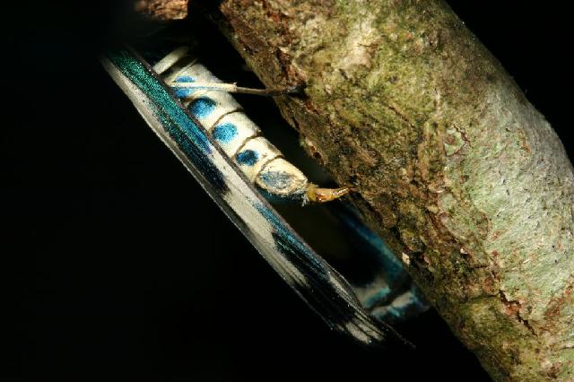 «ö¦¹¦b·sµøµ¡ÂsÄý¹Ï¤ù