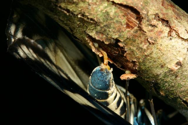 «ö¦¹¦b·sµøµ¡ÂsÄý¹Ï¤ù