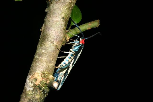 «ö¦¹¦b·sµøµ¡ÂsÄý¹Ï¤ù