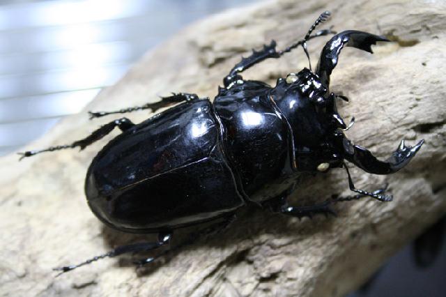 «ö¦¹¦b·sµøµ¡ÂsÄý¹Ï¤ù