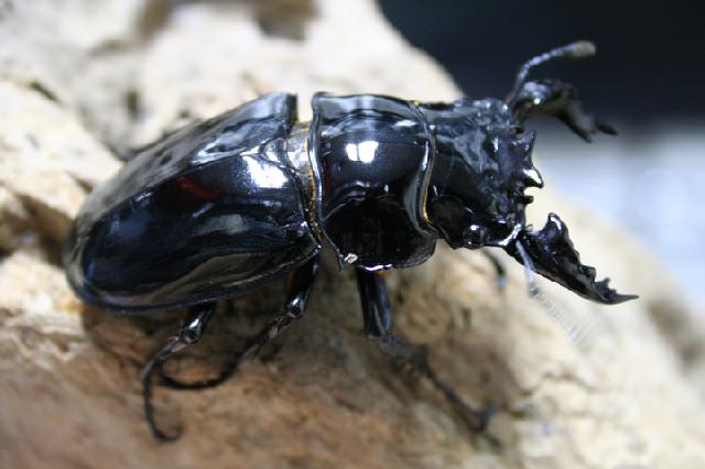 «ö¦¹¦b·sµøµ¡ÂsÄý¹Ï¤ù