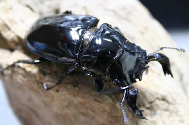 «ö¦¹¦b·sµøµ¡ÂsÄý¹Ï¤ù