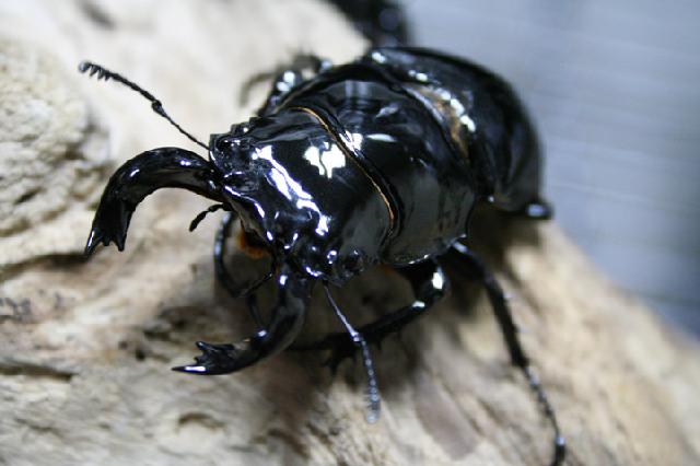 «ö¦¹¦b·sµøµ¡ÂsÄý¹Ï¤ù