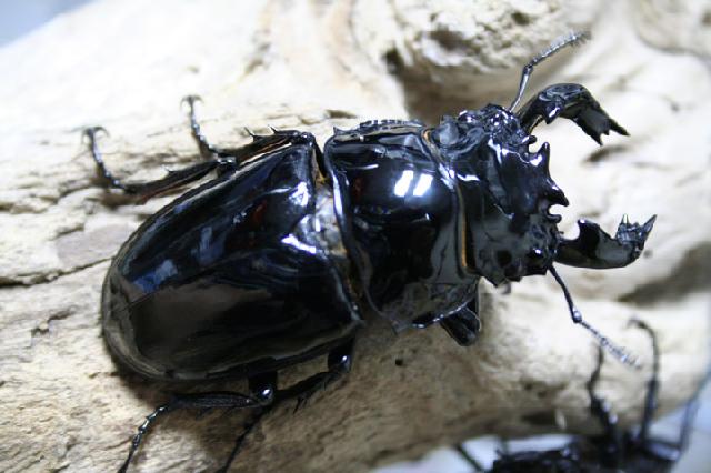 «ö¦¹¦b·sµøµ¡ÂsÄý¹Ï¤ù