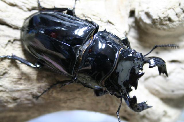 «ö¦¹¦b·sµøµ¡ÂsÄý¹Ï¤ù