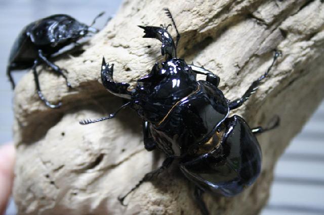 «ö¦¹¦b·sµøµ¡ÂsÄý¹Ï¤ù