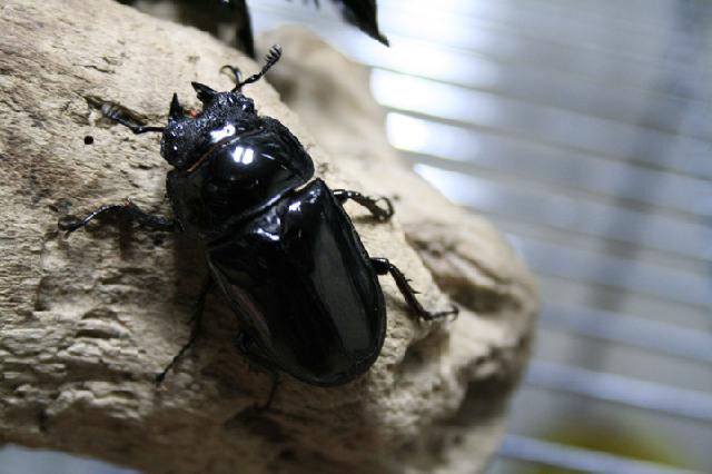 «ö¦¹¦b·sµøµ¡ÂsÄý¹Ï¤ù