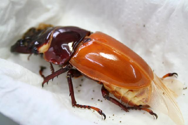 «ö¦¹¦b·sµøµ¡ÂsÄý¹Ï¤ù