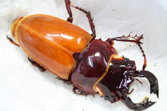 «ö¦¹¦b·sµøµ¡ÂsÄý¹Ï¤ù