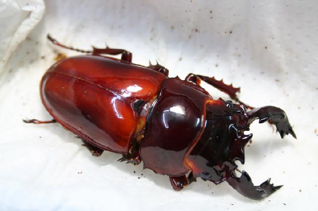 «ö¦¹¦b·sµøµ¡ÂsÄý¹Ï¤ù