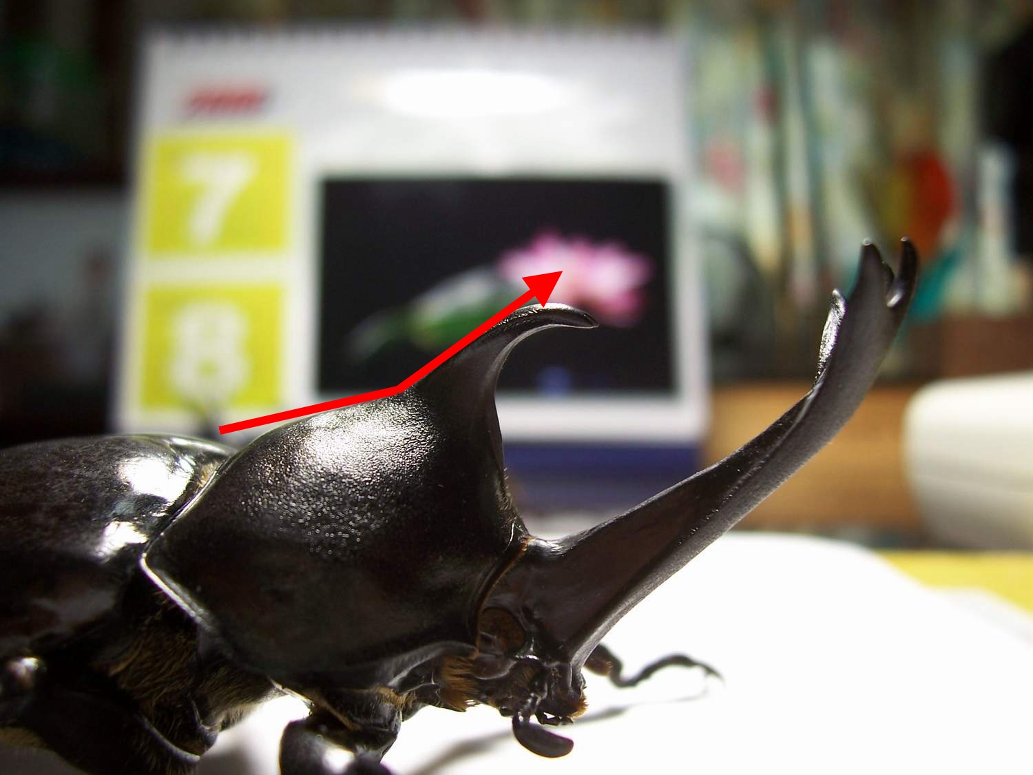 按此在新視窗瀏覽圖片