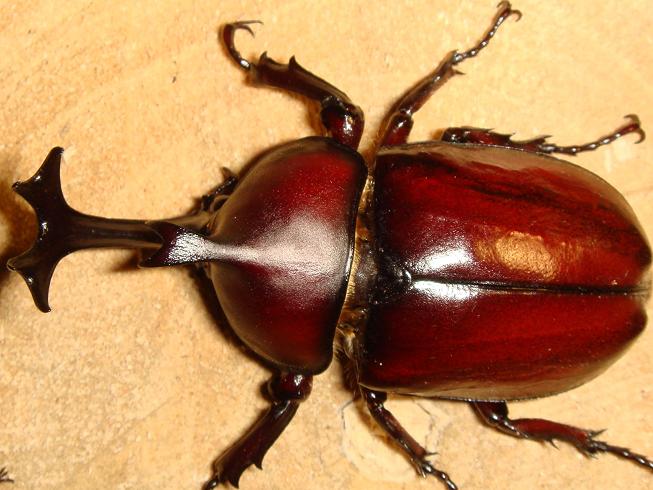 按此在新視窗瀏覽圖片