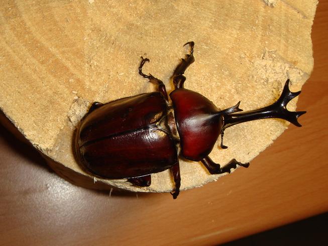 按此在新視窗瀏覽圖片