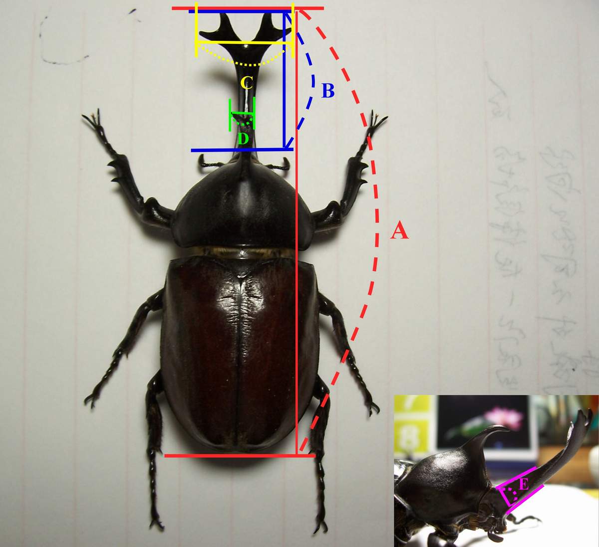 «ö¦¹¦b·sµøµ¡ÂsÄý¹Ï¤ù
