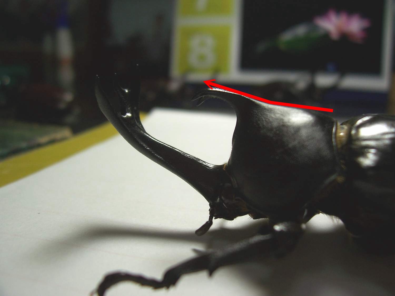 «ö¦¹¦b·sµøµ¡ÂsÄý¹Ï¤ù