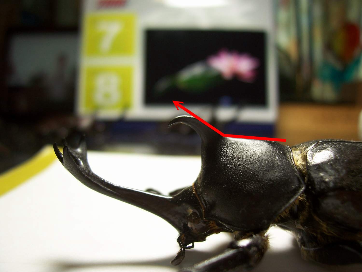 «ö¦¹¦b·sµøµ¡ÂsÄý¹Ï¤ù