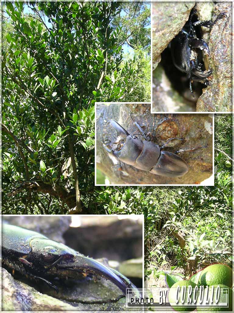 按此在新視窗瀏覽圖片