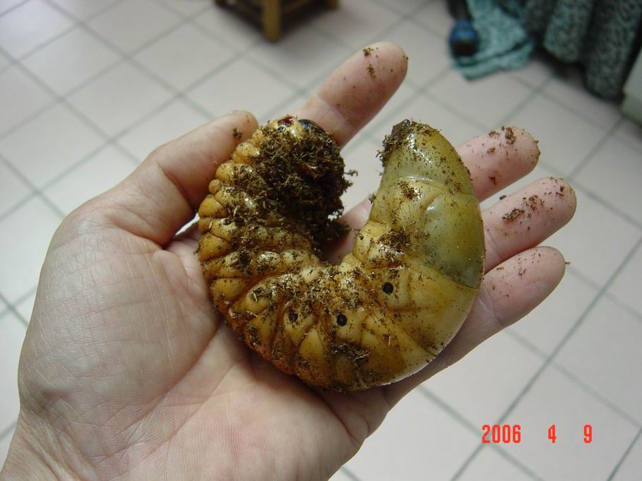 按此在新視窗瀏覽圖片