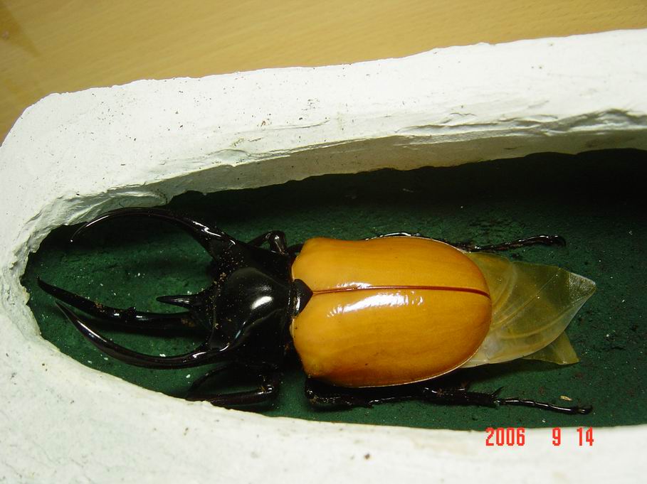 按此在新視窗瀏覽圖片