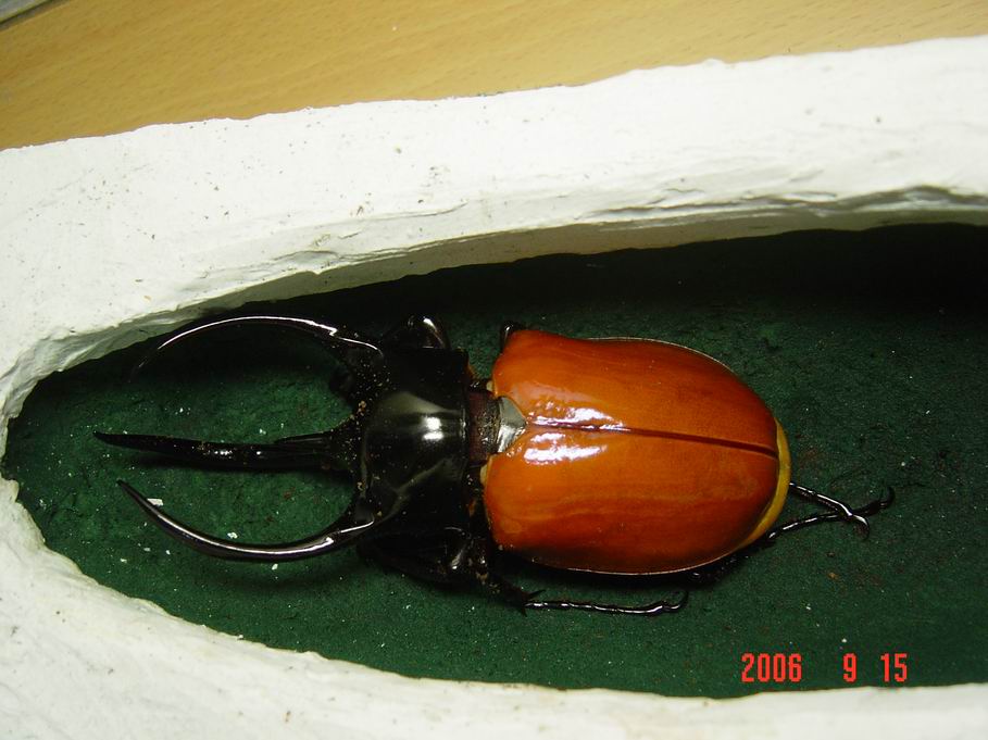 按此在新視窗瀏覽圖片