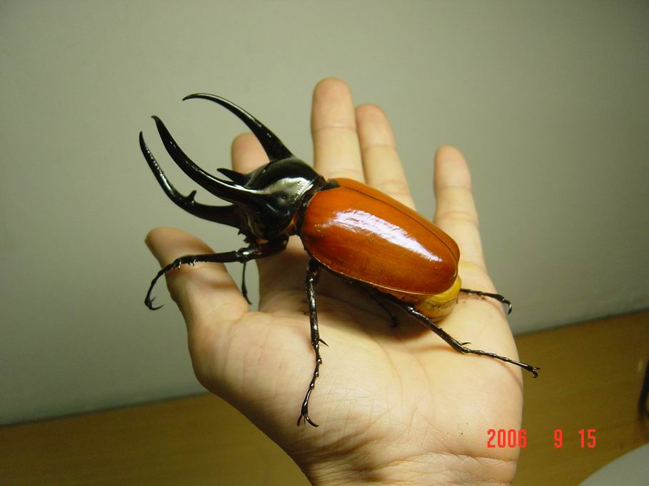 按此在新視窗瀏覽圖片