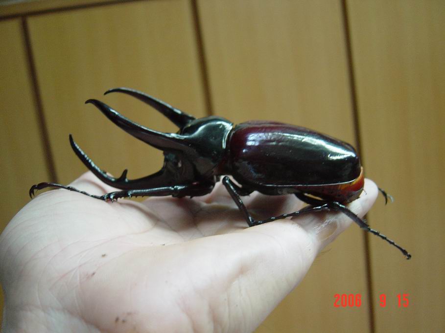 按此在新視窗瀏覽圖片