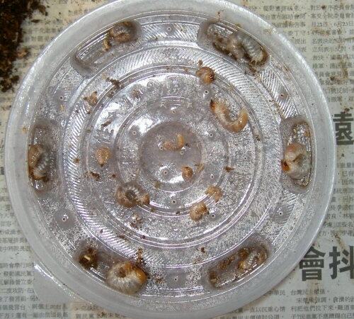 按此在新視窗瀏覽圖片