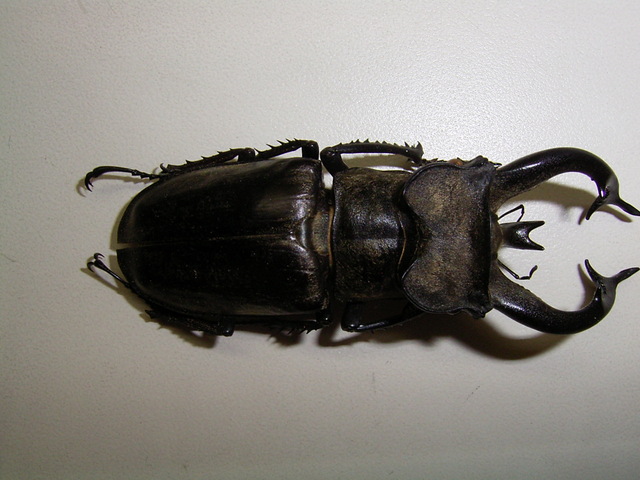 按此在新視窗瀏覽圖片