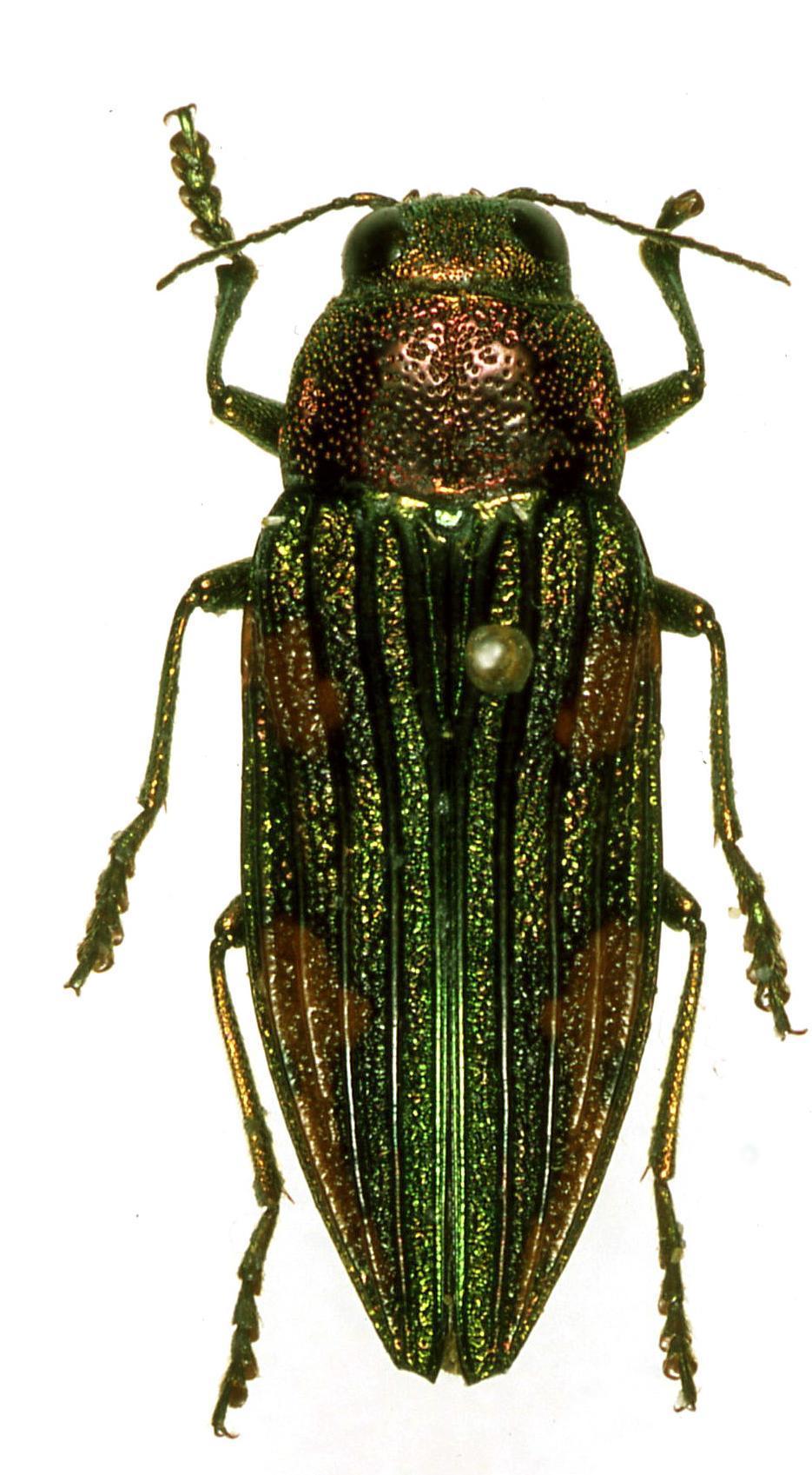 «ö¦¹¦b·sµøµ¡ÂsÄý¹Ï¤ù