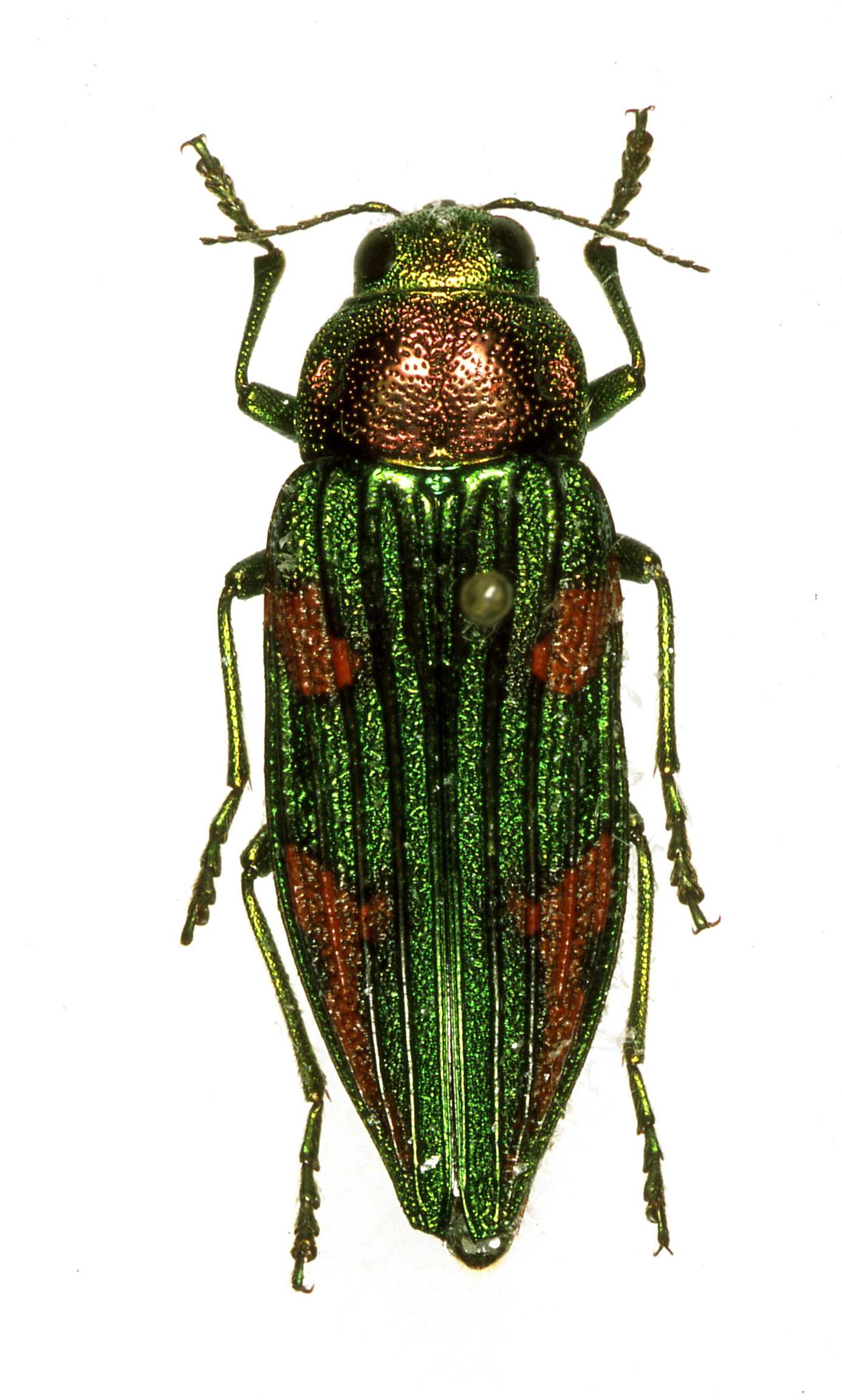 «ö¦¹¦b·sµøµ¡ÂsÄý¹Ï¤ù