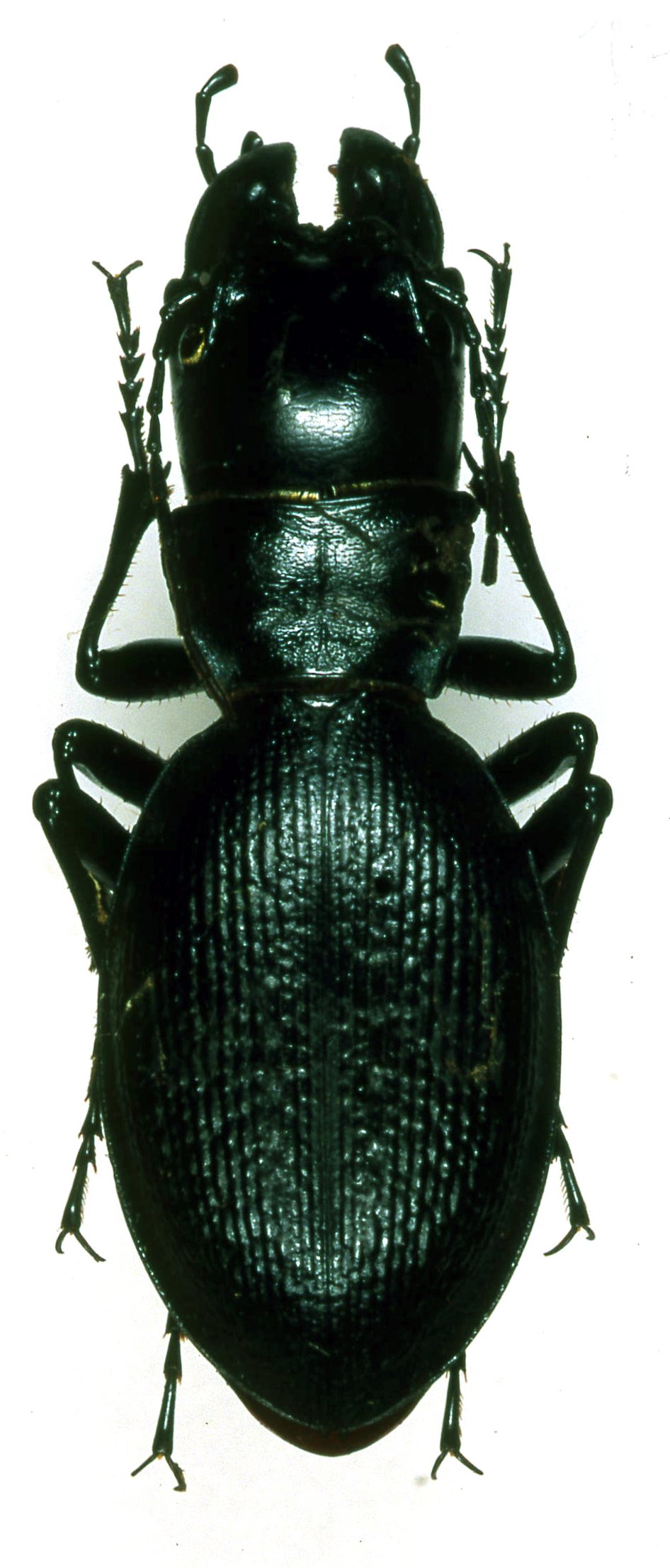 «ö¦¹¦b·sµøµ¡ÂsÄý¹Ï¤ù