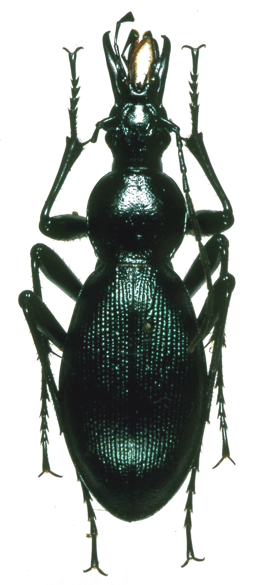 «ö¦¹¦b·sµøµ¡ÂsÄý¹Ï¤ù