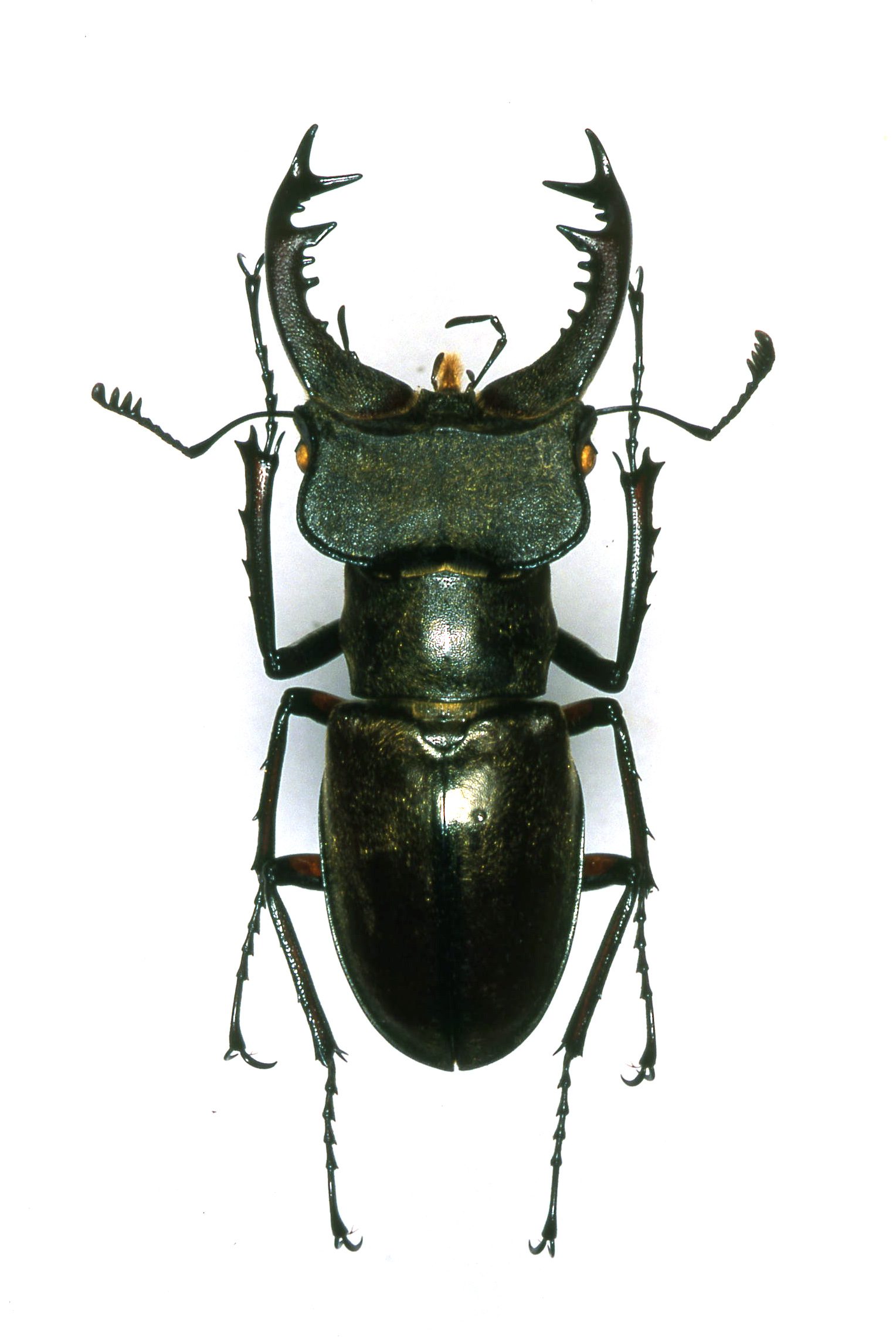 «ö¦¹¦b·sµøµ¡ÂsÄý¹Ï¤ù