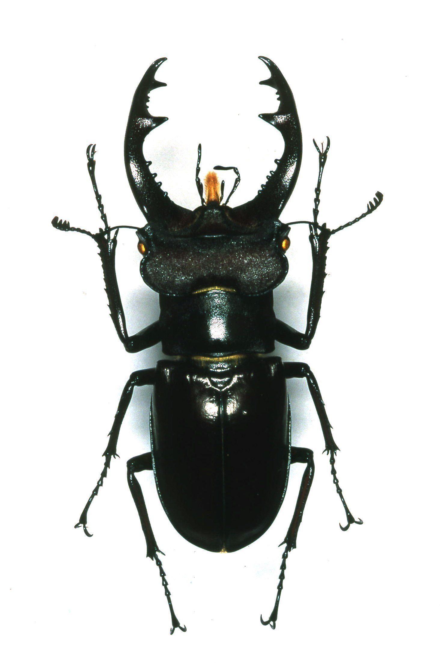 «ö¦¹¦b·sµøµ¡ÂsÄý¹Ï¤ù