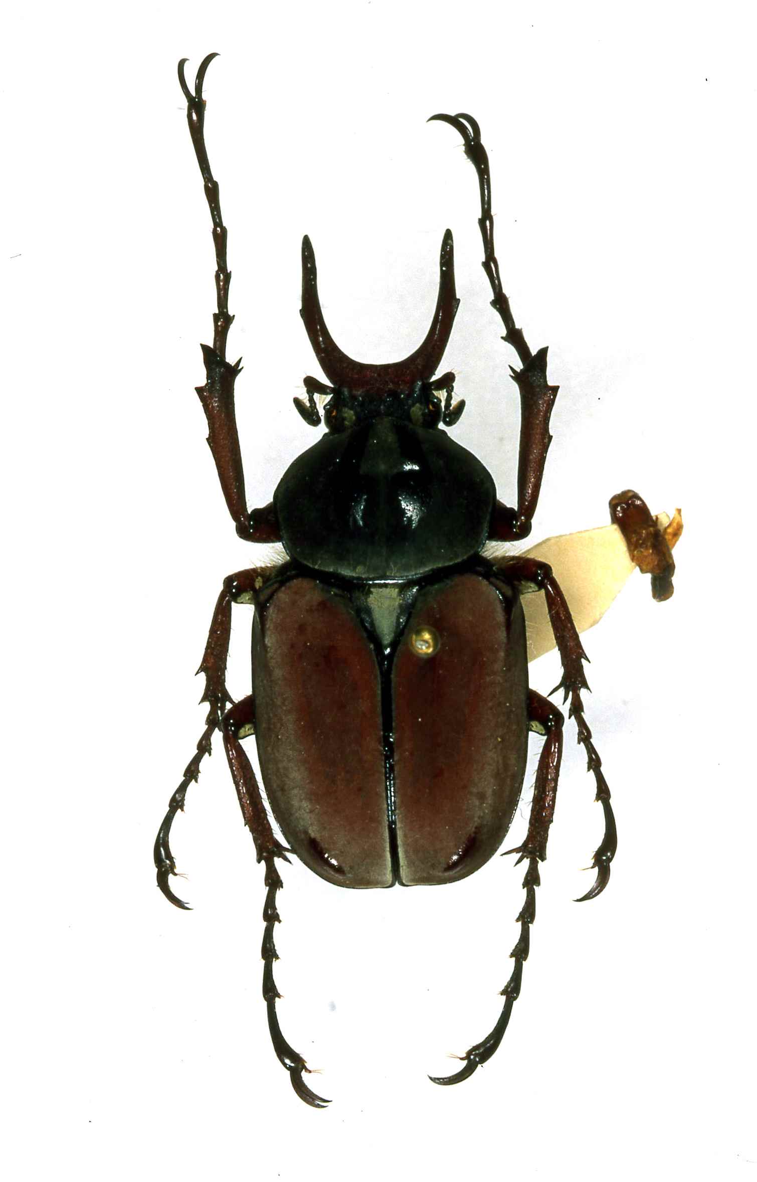 按此在新視窗瀏覽圖片