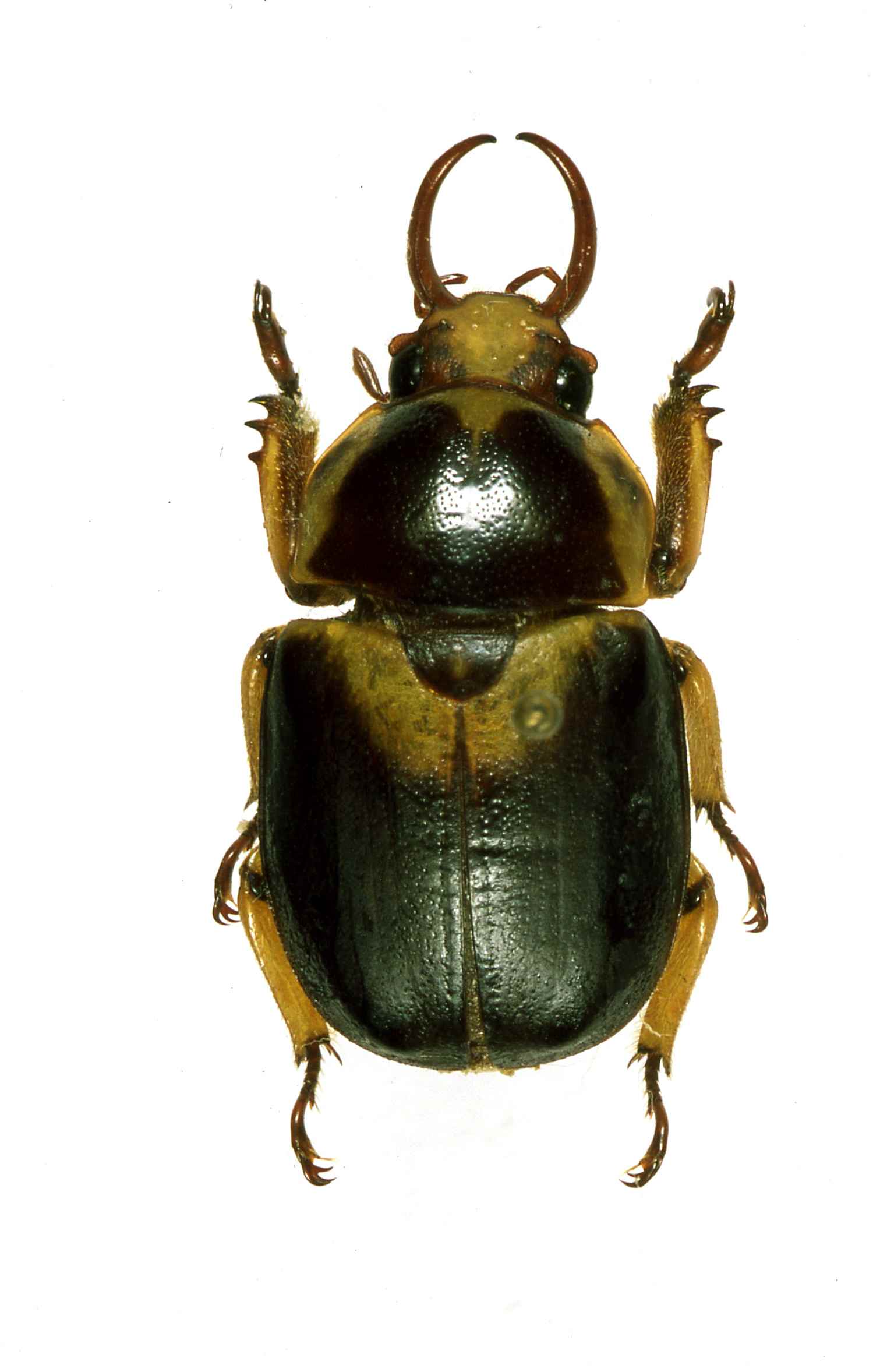 按此在新視窗瀏覽圖片