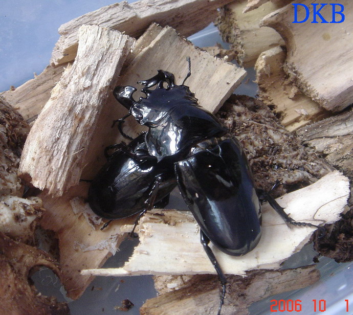 «ö¦¹¦b·sµøµ¡ÂsÄý¹Ï¤ù