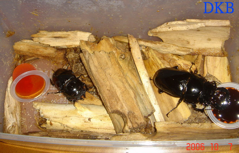 «ö¦¹¦b·sµøµ¡ÂsÄý¹Ï¤ù