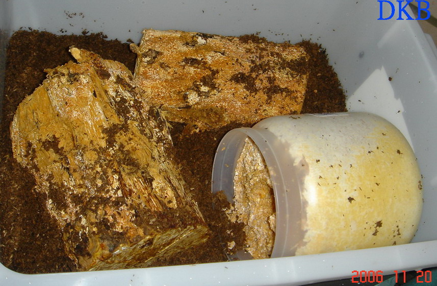 «ö¦¹¦b·sµøµ¡ÂsÄý¹Ï¤ù