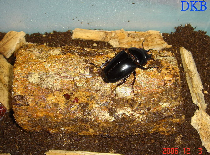 «ö¦¹¦b·sµøµ¡ÂsÄý¹Ï¤ù