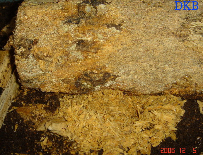 «ö¦¹¦b·sµøµ¡ÂsÄý¹Ï¤ù