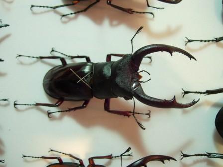 «ö¦¹¦b·sµøµ¡ÂsÄý¹Ï¤ù