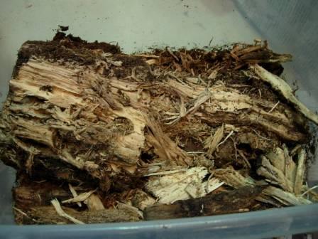 «ö¦¹¦b·sµøµ¡ÂsÄý¹Ï¤ù