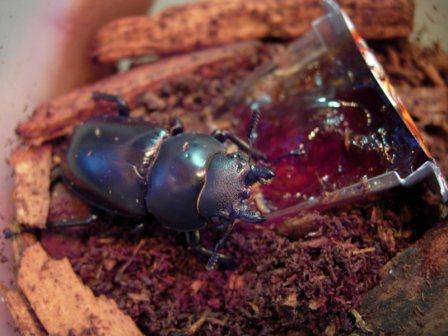 «ö¦¹¦b·sµøµ¡ÂsÄý¹Ï¤ù