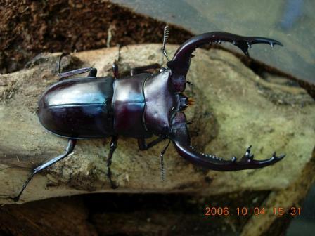 «ö¦¹¦b·sµøµ¡ÂsÄý¹Ï¤ù