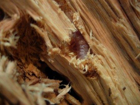 «ö¦¹¦b·sµøµ¡ÂsÄý¹Ï¤ù