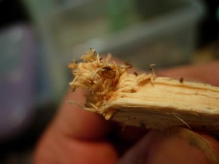 «ö¦¹¦b·sµøµ¡ÂsÄý¹Ï¤ù