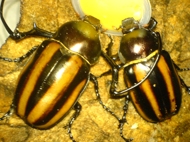 按此在新視窗瀏覽圖片