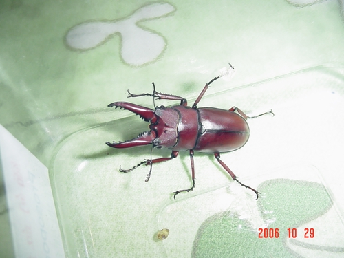 按此在新視窗瀏覽圖片